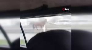 Sokakta oynayan çocuğu köpek ısırdı, ortalık karıştı