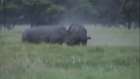 Rhino Kills African Buffalo (Ultimate Fight to the Death) - YouTube