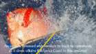 First Warm-Blooded Fish Found Off California