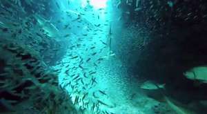 GoPro: 1 Million Fish