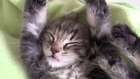 Sleeping tutorial from the cutest kitten ever :)