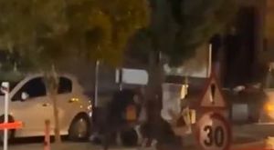 Bursa'da feribotu kaçırdı, bomba ihbarı yaptı ortalığı ayağa kaldırdı