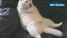 KOLTUĞA YATIP LOLİPOP YİYEN KEDİ