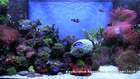 Enchanted Aquarium - HD Reef Aquarium with Clownfish and Anemones