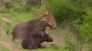 Amazing Buffalo Attacks 