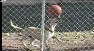 Yumurta ile Oynamaya Çalışan Köpek