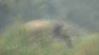 Elephant goes on rampage in Indian village - YouTube