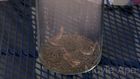 Grows from a bug to a dragon in 5 days, alien cells evolve rapidly on earth. 