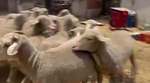 Dev gemi iskeleye böyle çarptı