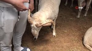 Bursa'da 4 kişinin yaralandığı kavgada 1 kişi tutuklandı