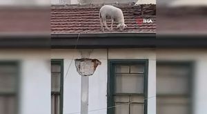 İstanbul Boğazı'nda iki gemi çarpıştı
