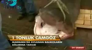350 Kiloluk Köpek Balığı Şaşırttı (22.02.2013)