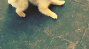 Satılık Orjinal Kalite Pomeranian Boo Yavruarı