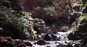 Köksal Baba Kelebek Gibi Uçar Arı Gibi Sokar... 