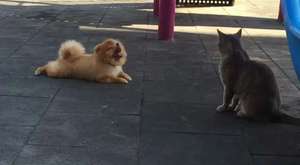 Satılık Orjinal Kalite Pomeranian Boo Yavruarı