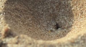 Belgesel | Karıncaların Dünyası