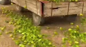 Eski vekil Karaburun: 