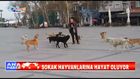 SOKAK HAYVANLARINA HAYAT OLUYOR