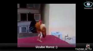 Ucube Horoz - freak Cock 
