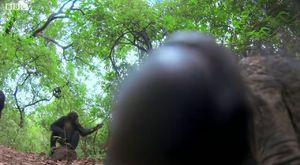 Best of Wild Animals Caught on Spy Cam | BBC Earth 