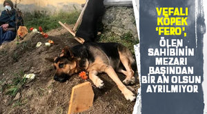 Vefalı köpek 'Fero', ölen sahibinin mezarı başından bir an olsun ayrılmıyor