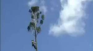 Ağaç Keserken Düşen Adam - Video Vidivodo