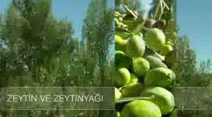 Kozak - Ayvalık (www.ogmenler.net)