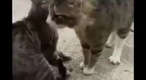 İstanbul'da bir yurttaş kavgaya tutuşan iki kediyi ayırmaya çalışıyor: Sonda en etkili silahını çıkardı.  