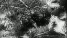Le mystère de la disparition des Abeilles - Partie 1 de 2