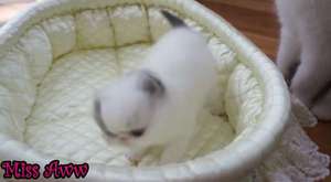 Cute Little Kitten Sneezes 