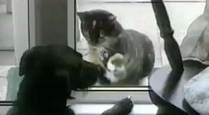 Funny video cat - funny animal videos