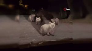 Bursa'da skandal hırsızlık! Şampuanları pantolonunun içine sokarak...