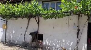 Darp ettikleri genci kameraya alıp, o anları sosyal medyada yayınlayan şüpheliler tutuklandı
