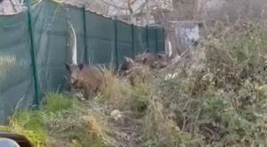 Motor arızası veren otomobil alev alev yandı