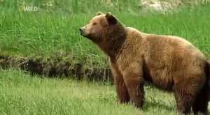Wild Alaska english Documentary National Geographic Wild 