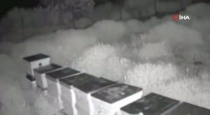 Bursa'da kurban pazarının gözdesi: 4 boynuzlu koç dikkat çekti