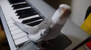 Papağan Şarkı Söylüyor! En Harika Ses