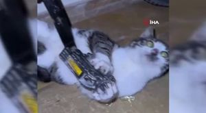 Bursa'da merdiven boşluğuna düşen baykuşu kurtardı