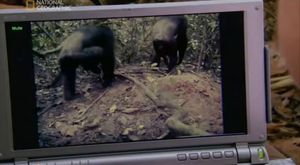 Iki ayak üzerinde dik olarak yürüyen Bonobo maymunları
