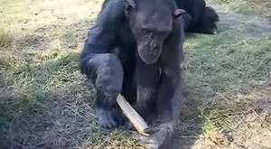 Bonoboların konuşma kabiliyeti
