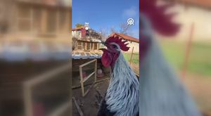 Gelin gibi süsledikleri hayvanlar ile kemençe eşliğinde yollara düştüler