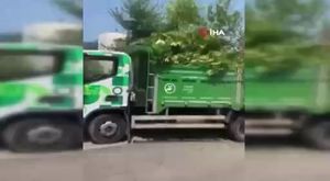 Bursa'da dağda kurbanlık dana avı