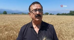 Bursa’da 50 dönümlük buğday ekili tarla küle döndü!