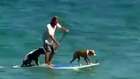 Sahibiyle Sörf Yapan Köpekler