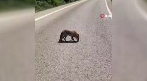 Araçta gizlenen uyuşturucuyu 'Cadı' buldu