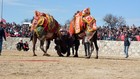 Ayvacık'da deve güreşleri nefes kesti 05.03.2018