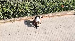 Adana'da iki araç çalan 17 yaşındaki zanlı, polis takibiyle yakalandı