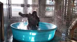 Breakdancing Gorilla Enjoys Pool Behind-the-Scenes 