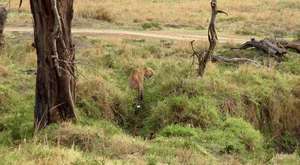 Cheetah Chases Impala Antelope Into Tourist's Car on Safari