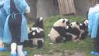 Bebek Sevimli Pandalar